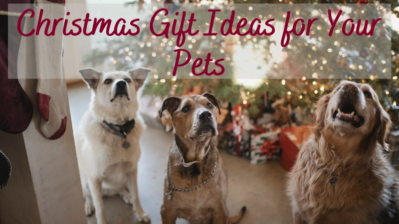 Christmas Gift Ideas for Pets - Welcome